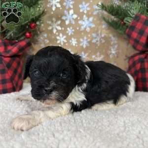 Oreo, Shih-Poo Puppy